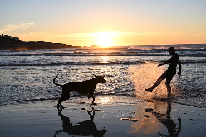 海で夕焼けをバックに遊ぶ犬と人のシルエット