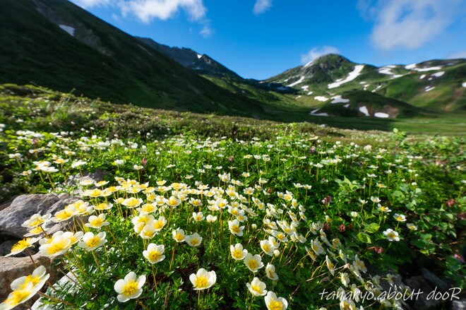 チングルマのお花畑と立山雄山の写真