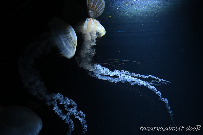 鶴岡市立加茂水族館のクラゲ