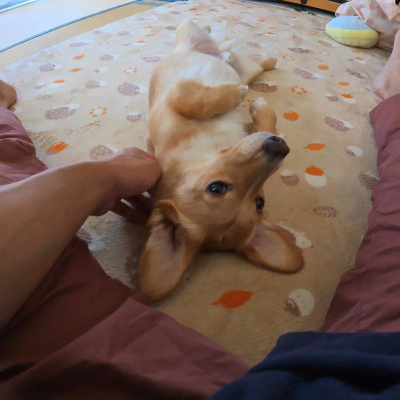 GO 3Sで撮影した犬の写真（動画から切り出し）