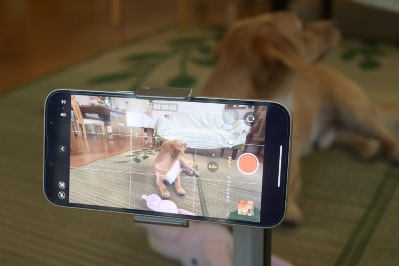 Insta360 Flow Proで犬を追跡